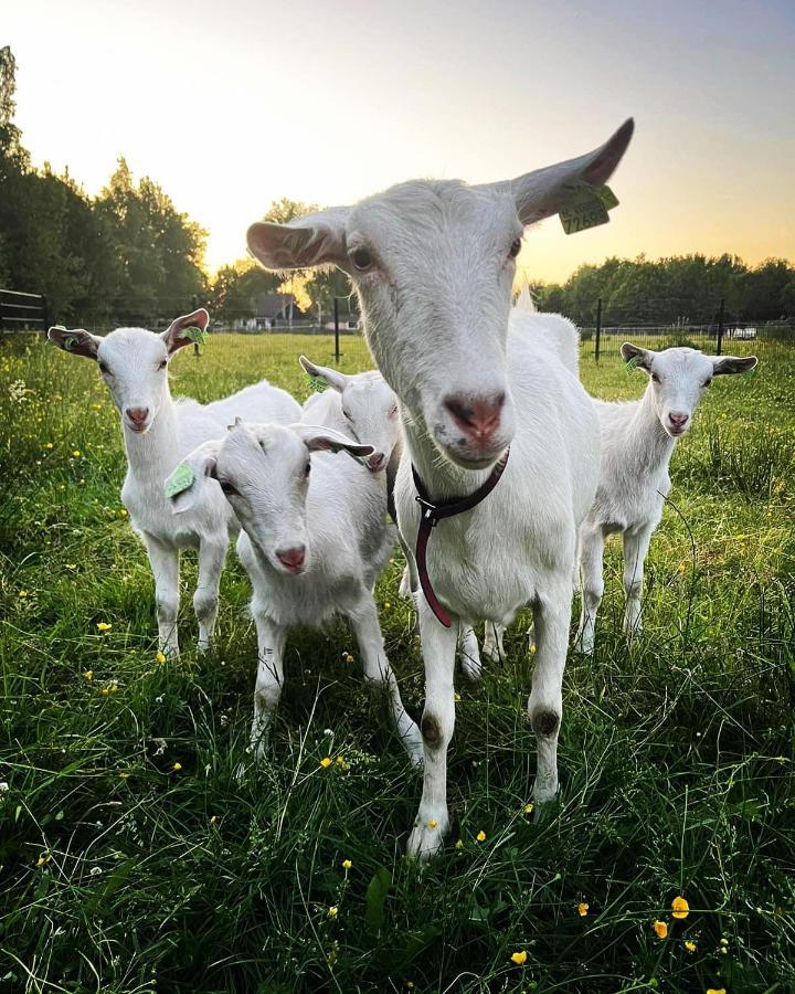 Pipowagens Bij Pannenkoekenrestaurant & Camping De Koppenjan 'Een Uniek Verblijf Met Kinderspeelboerderij' Jubbega-Schurega Eksteriør billede