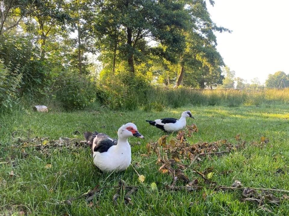 Pipowagens Bij Pannenkoekenrestaurant & Camping De Koppenjan 'Een Uniek Verblijf Met Kinderspeelboerderij' Jubbega-Schurega Eksteriør billede